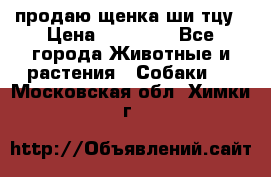 продаю щенка ши-тцу › Цена ­ 10 000 - Все города Животные и растения » Собаки   . Московская обл.,Химки г.
